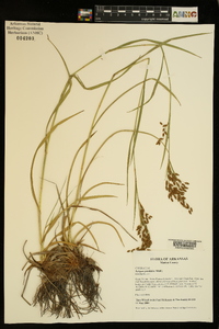 Scirpus pendulus image