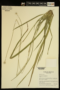 Eriocaulon decangulare image