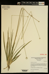 Eriocaulon decangulare image