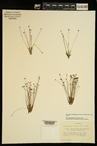 Eriocaulon koernickianum image