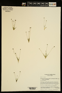 Eriocaulon koernickianum image