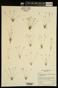 Eriocaulon koernickianum image