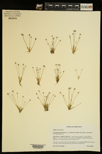 Eriocaulon koernickianum image