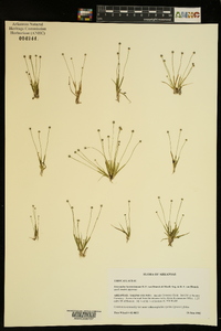 Eriocaulon koernickianum image