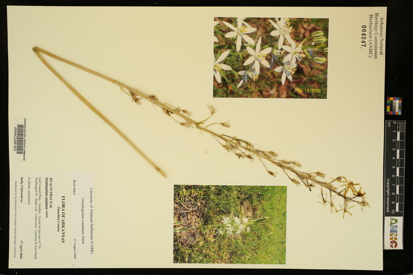 Ornithogalum caudatum image