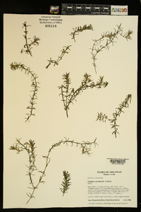 Hydrilla verticillata image