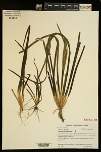 Vallisneria americana image