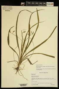 Hypoxis curtissii image