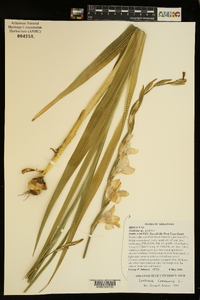 Gladiolus communis image
