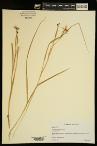 Nemastylis geminiflora image