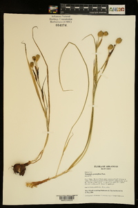 Nemastylis geminiflora image