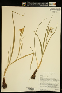 Nemastylis geminiflora image