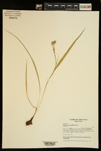 Nemastylis geminiflora image