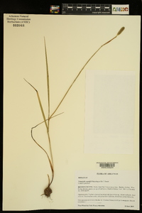 Nemastylis nuttallii image