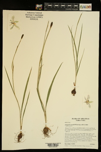 Nemastylis nuttallii image