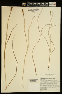 Nemastylis nuttallii image