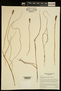 Nemastylis nuttallii image