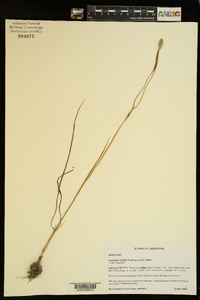 Nemastylis nuttallii image