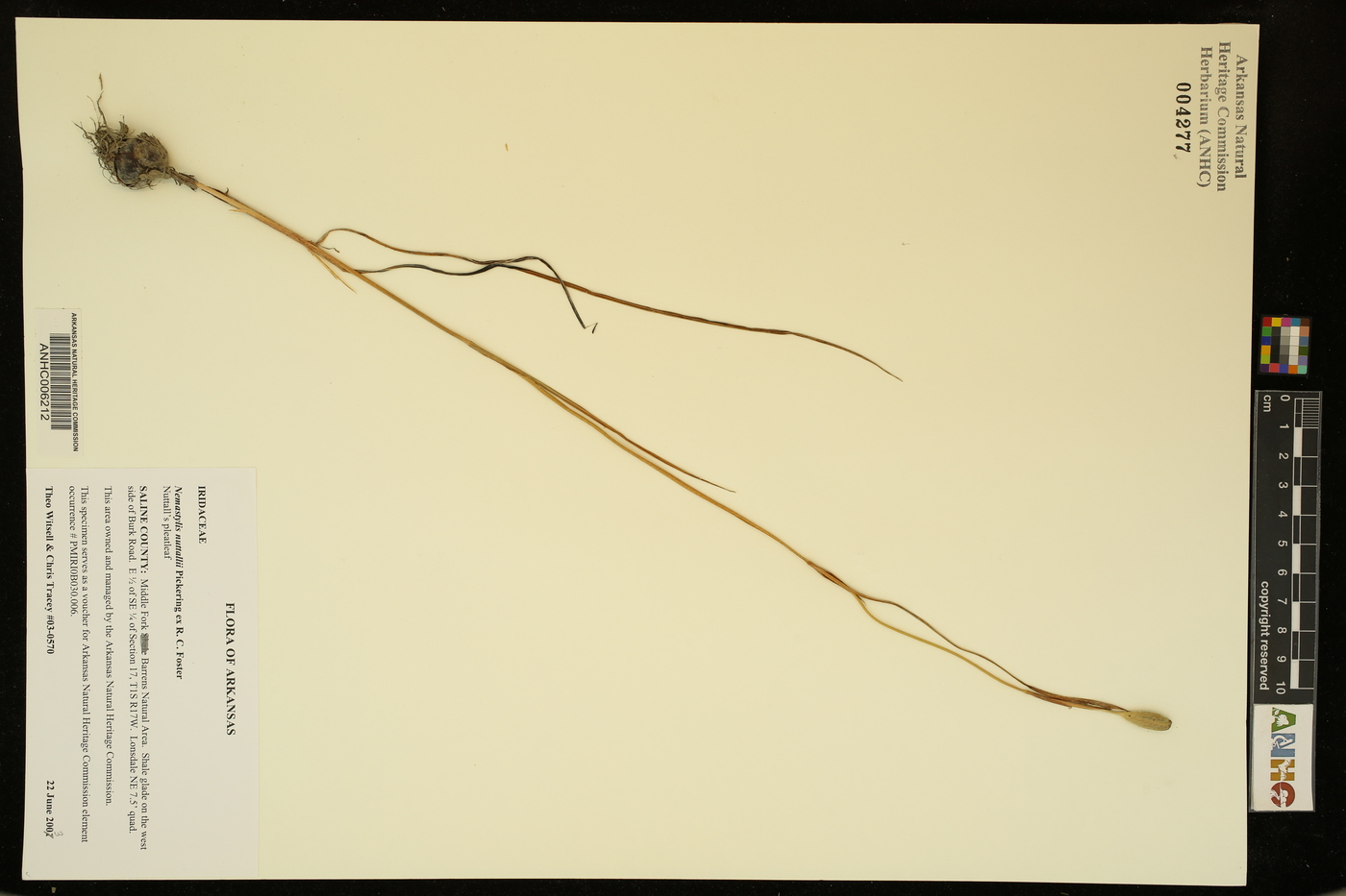 Nemastylis nuttallii image