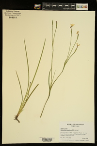 Sisyrinchium atlanticum image