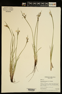 Sisyrinchium campestre image