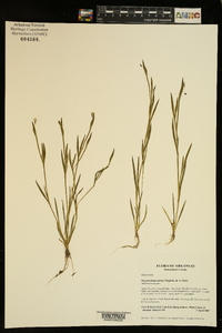 Sisyrinchium minus image