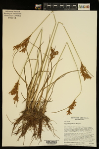 Juncus brachyphyllus image