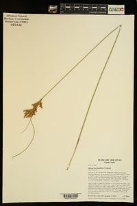 Juncus brachyphyllus image