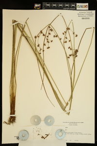 Juncus coriaceus image