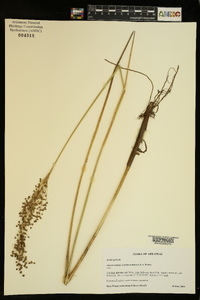 Juncus nodatus image