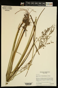 Juncus nodatus image