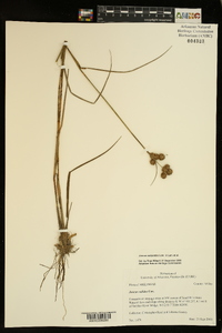 Juncus scirpoides image