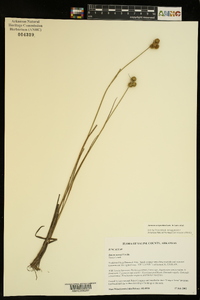 Juncus scirpoides image