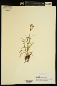 Luzula bulbosa image