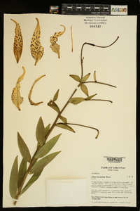 Lilium lancifolium image