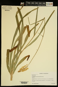 Amianthium muscitoxicum image