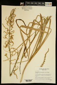 Stenanthium gramineum image