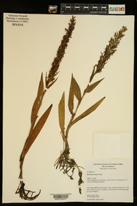 Habenaria repens image