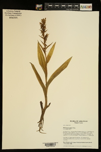 Habenaria repens image