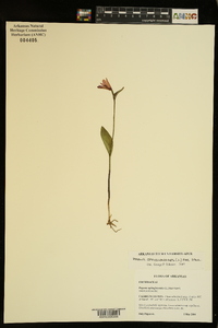 Pogonia ophioglossoides image