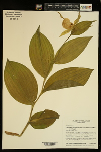 Cypripedium parviflorum var. pubescens image