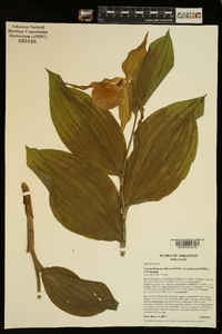 Cypripedium parviflorum var. pubescens image