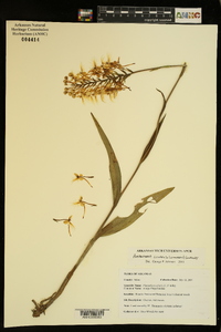 Platanthera ciliaris image