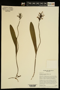 Platanthera clavellata image