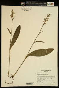 Platanthera clavellata image