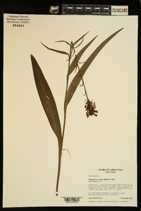 Platanthera cristata image