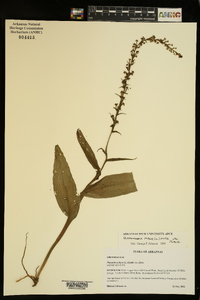 Platanthera flava var. flava image