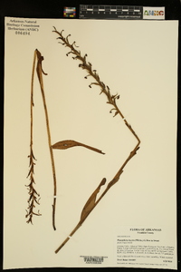 Platanthera lacera image