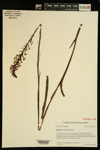 Platanthera nivea image