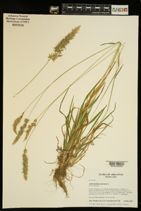 Anthoxanthum odoratum image